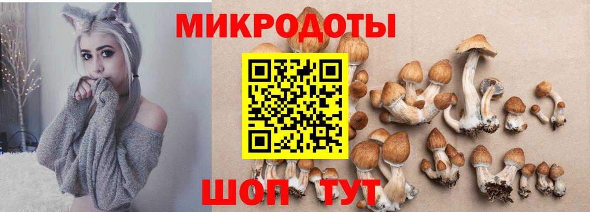 Калининград  Псилоцибиновые грибы Psilocybine cubensis  Вход с VPN 